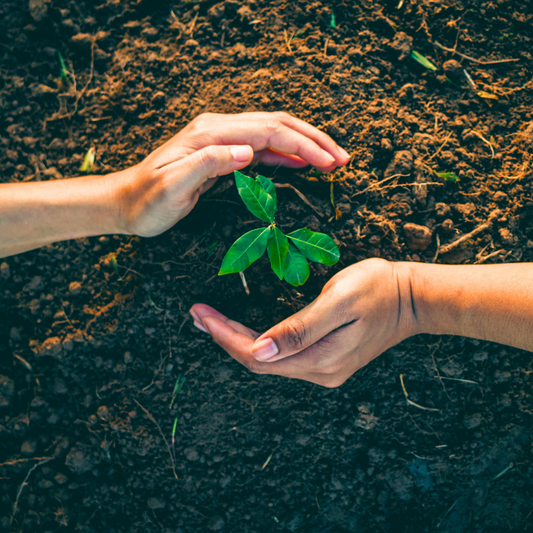 Plant 2 Trees - sprout-additional-trees - Astrotees.co